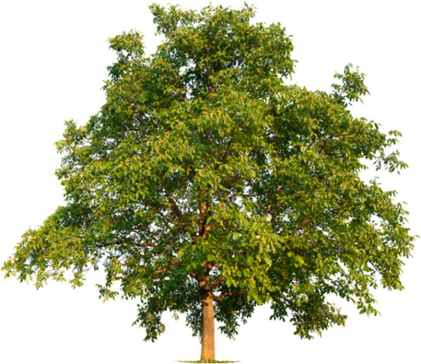 Walnut Lumber Bloomus